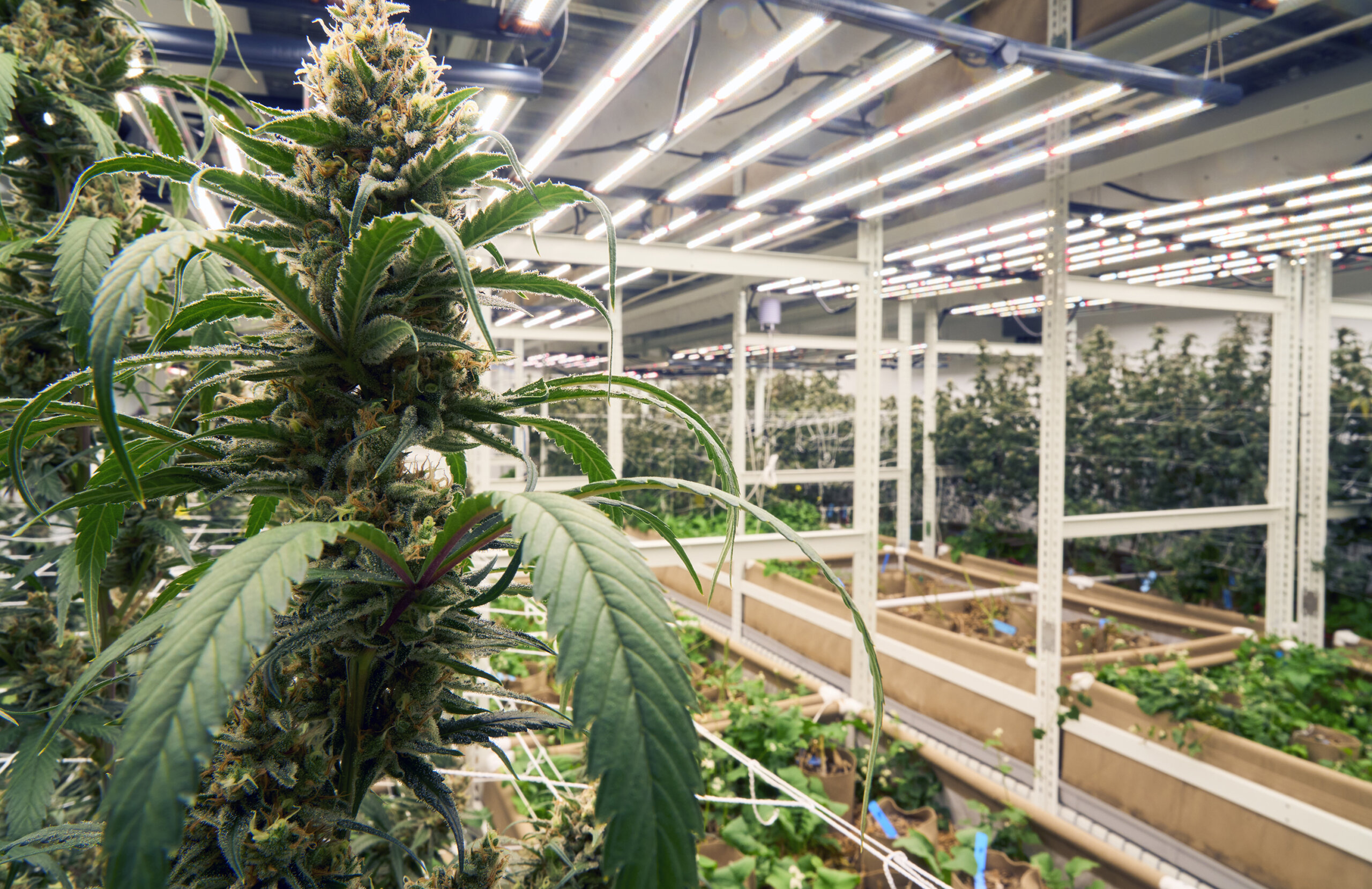 Cannabis Facility